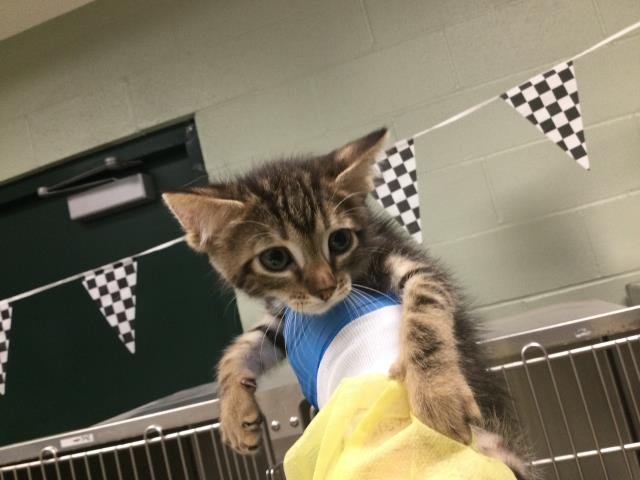 VON - Domestic Short Hair available for adoption