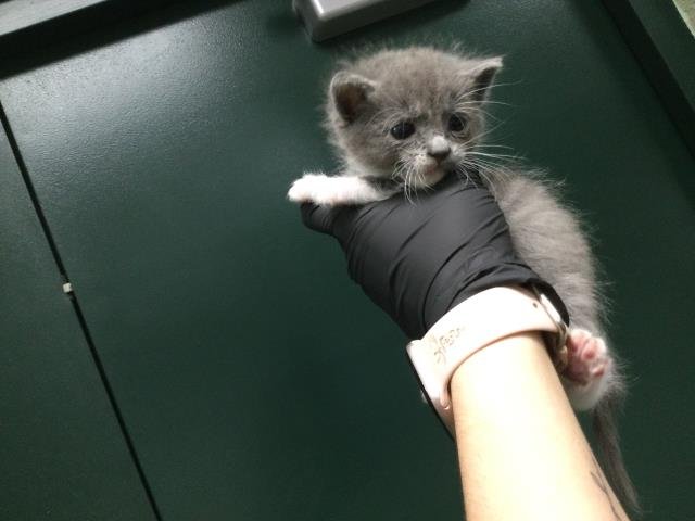 A1893799 - Domestic Short Hair available for adoption