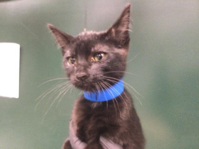 A1894977 - Domestic Short Hair available for adoption