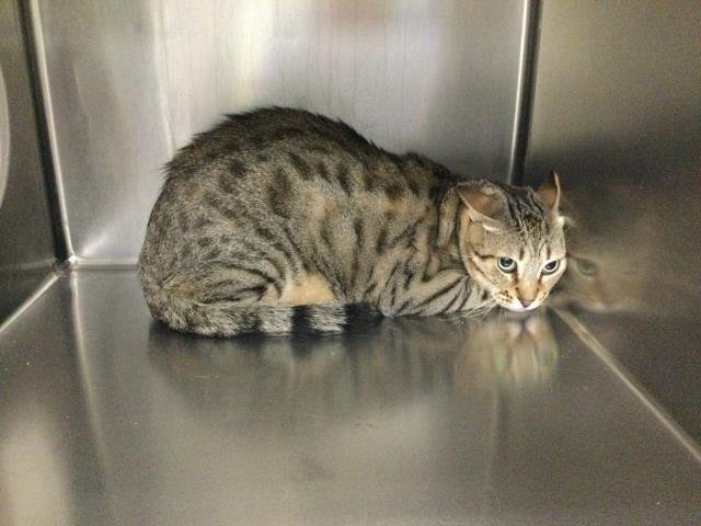 MUSHU - Domestic Medium Hair available for adoption