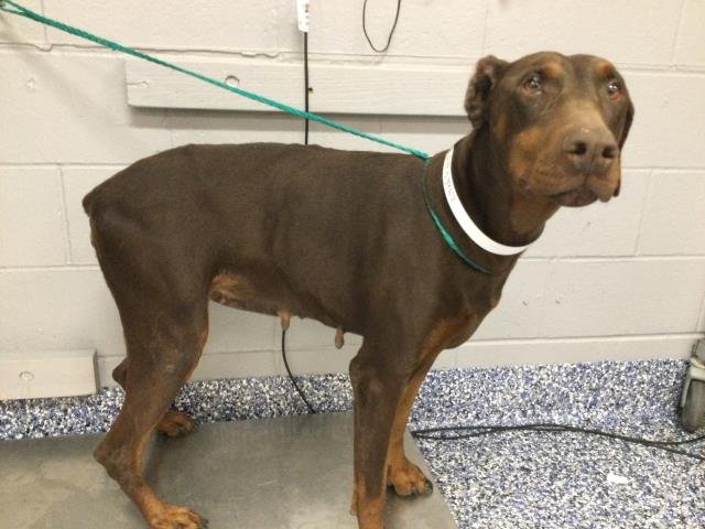 ARTEMIS - Doberman Pinscher available for adoption