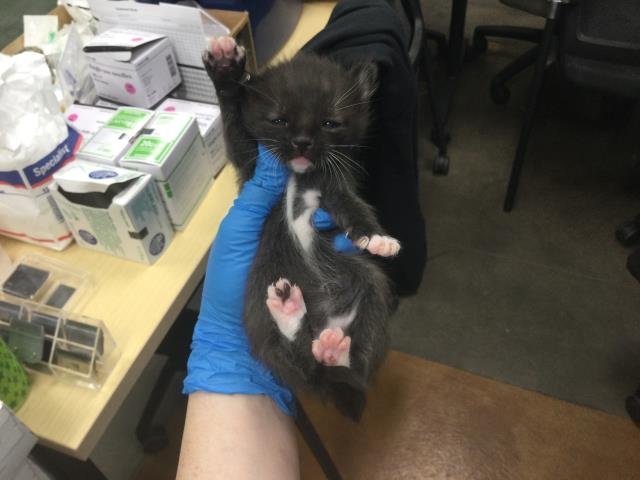 A1894454 - Domestic Short Hair available for adoption