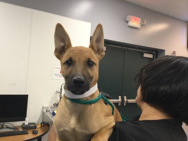 A1900127 - Belgian Shepherd Malinois available for adoption