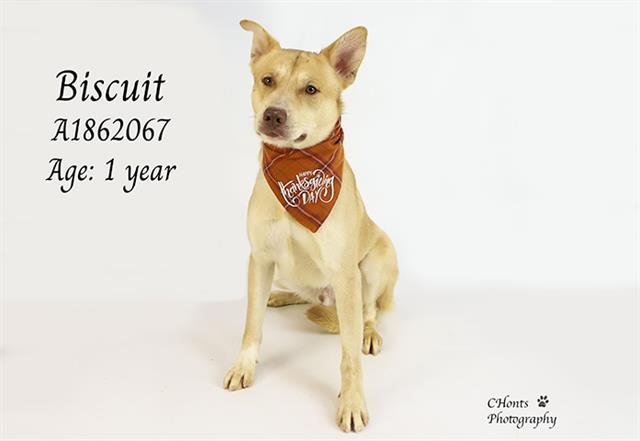 BISCUIT - German Shepherd Dog available for adoption