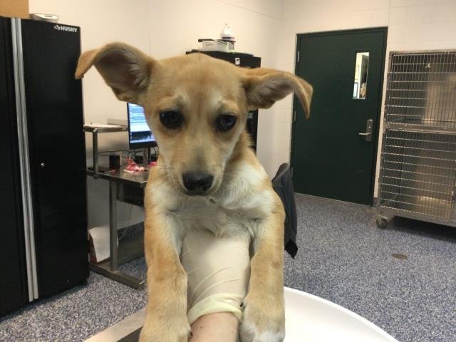 A1891006 - Chihuahua / Dachshund available for adoption