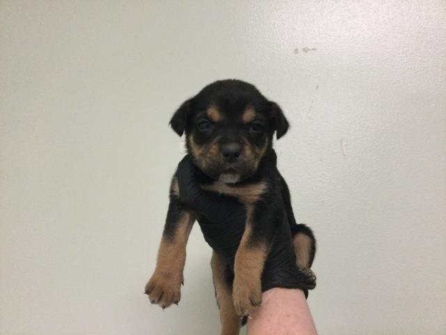 PEACH - Terrier available for adoption