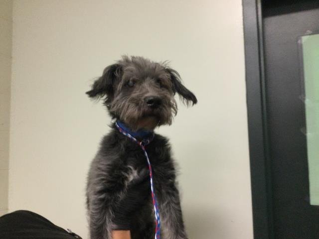 ABBOT - Terrier available for adoption