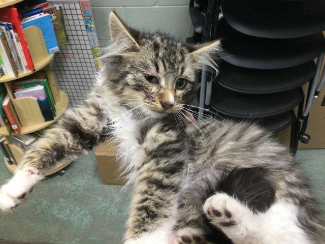 A1893794 - Domestic Medium Hair available for adoption