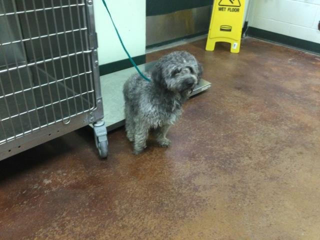 SPARROW - Terrier available for adoption