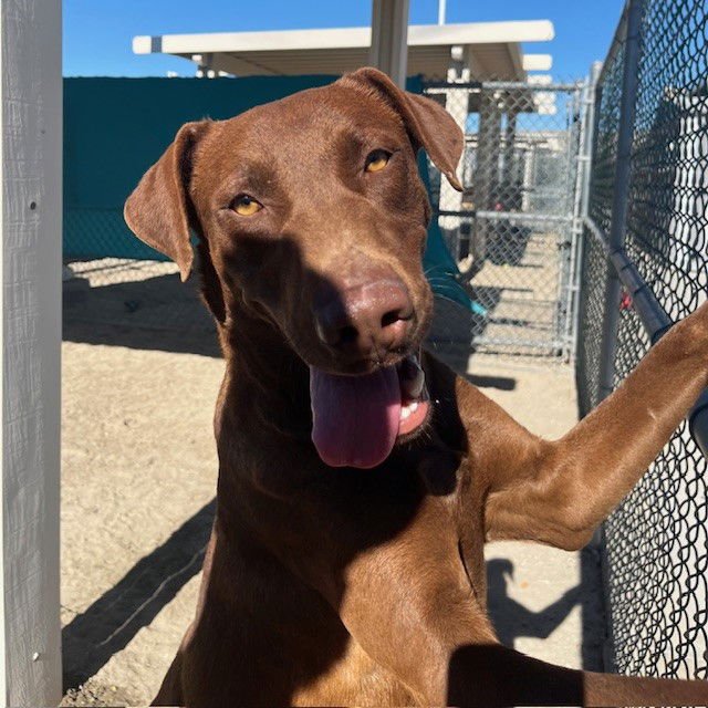 COSMO - Doberman Pinscher available for adoption