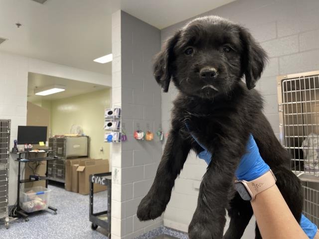 A1900728 - Labrador Retriever available for adoption