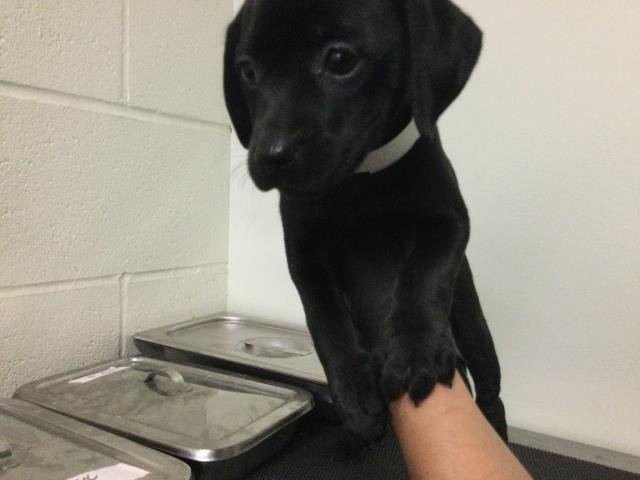 A1893273 - Chihuahua available for adoption