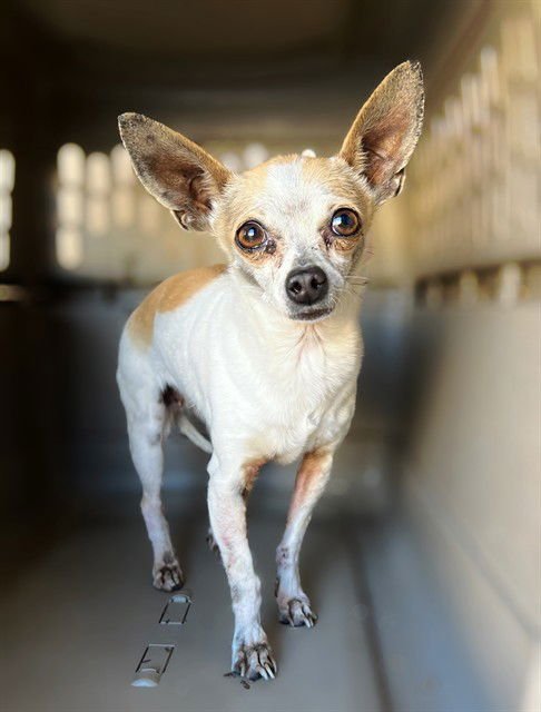 ANNIE - Chihuahua available for adoption
