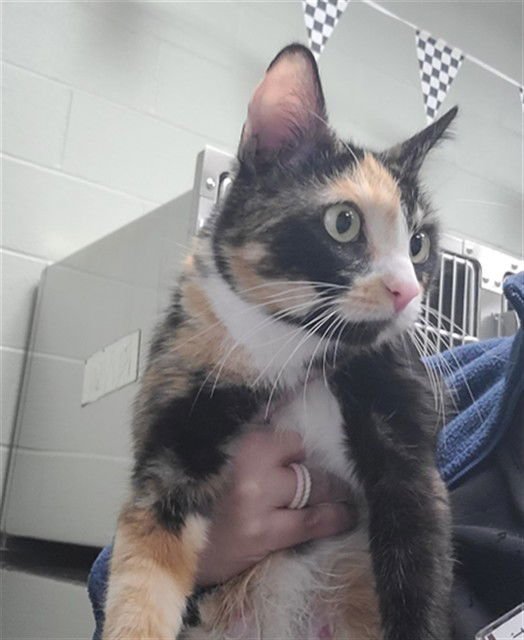 THERESA - Domestic Short Hair available for adoption