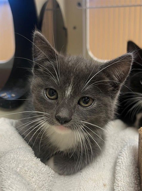 MISO - Domestic Short Hair available for adoption