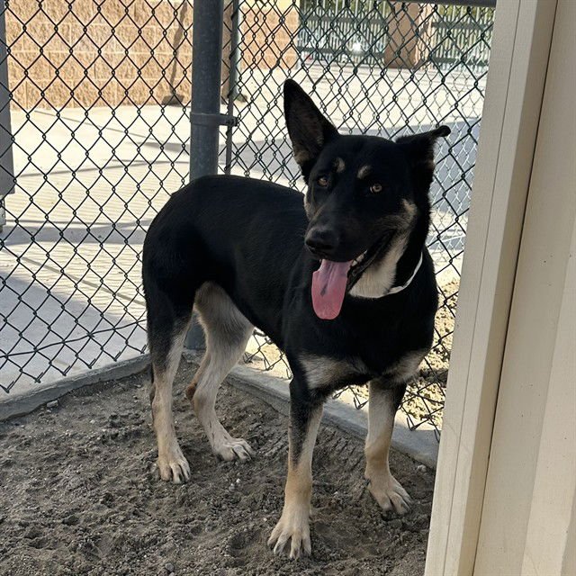 JUNO - German Shepherd Dog available for adoption