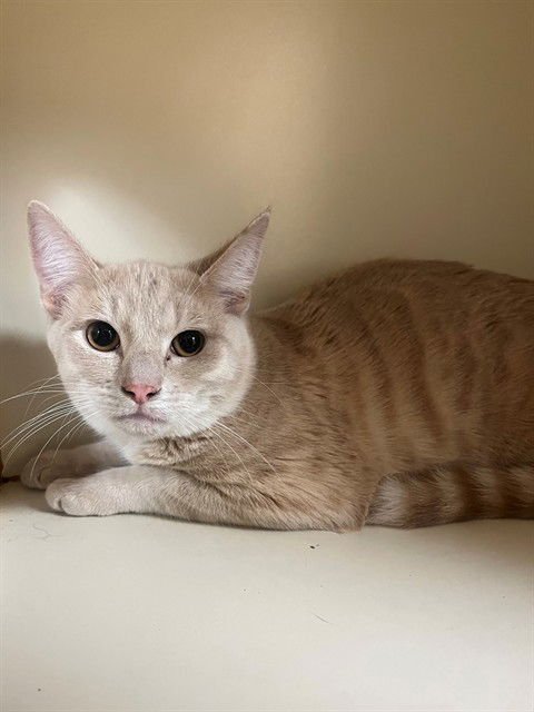 TIMMY - Domestic Short Hair available for adoption