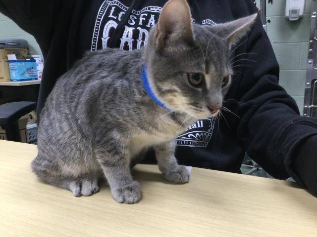 RIPPPLE - Domestic Short Hair available for adoption