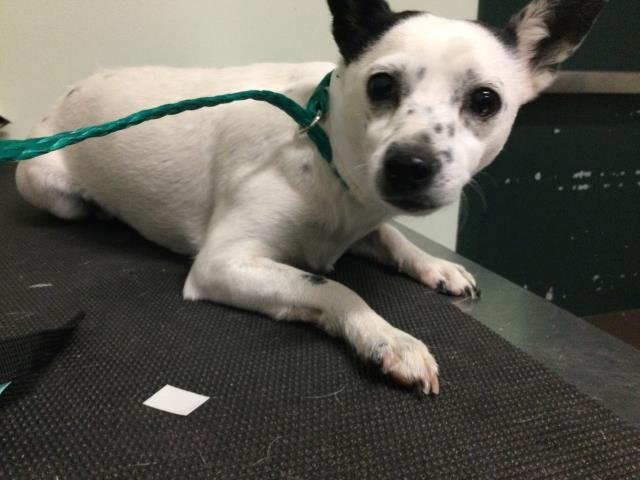 A1899780 - Terrier available for adoption