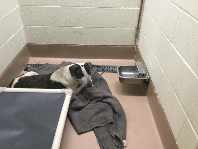 PATRICA - Bull Terrier available for adoption