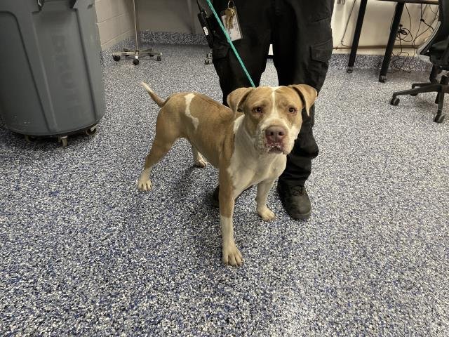 DOROTHY - Pit Bull Terrier available for adoption