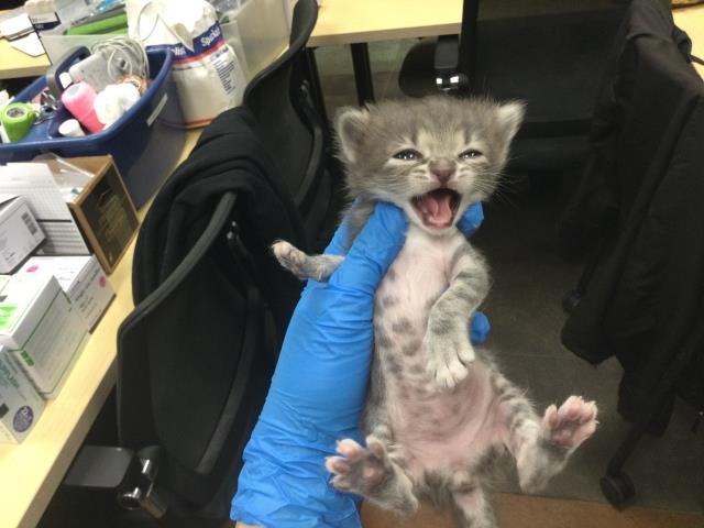 A1894448 - Domestic Short Hair available for adoption