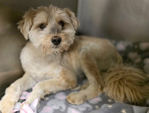 SCAR - Terrier available for adoption