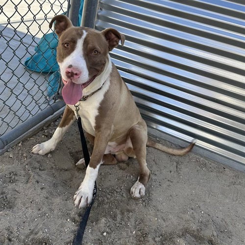 ZED - Pit Bull Terrier available for adoption