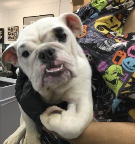 HARRY - English Bulldog available for adoption