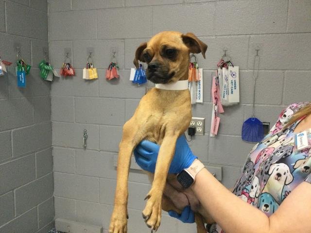 PEACHES - Pug / Chihuahua available for adoption