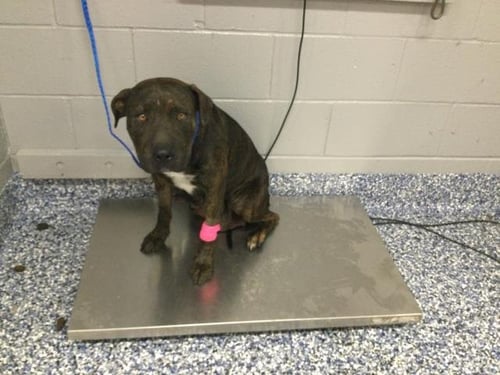 DELILAH - Pit Bull Terrier available for adoption