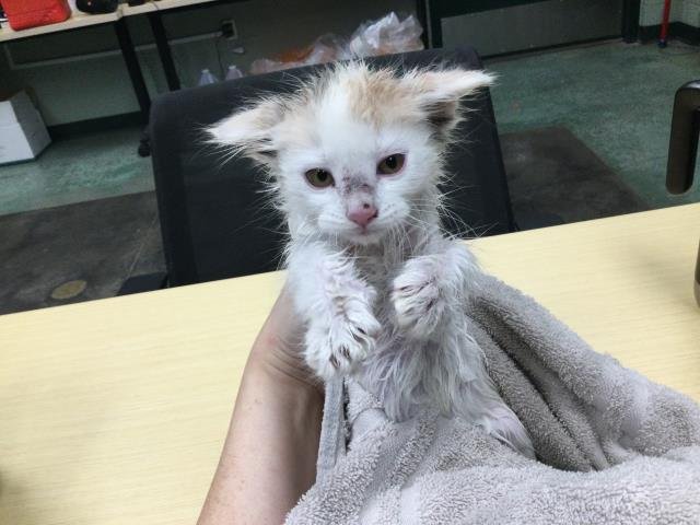 A1888038 - Domestic Short Hair available for adoption