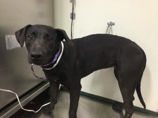 A1897970 - Labrador Retriever available for adoption