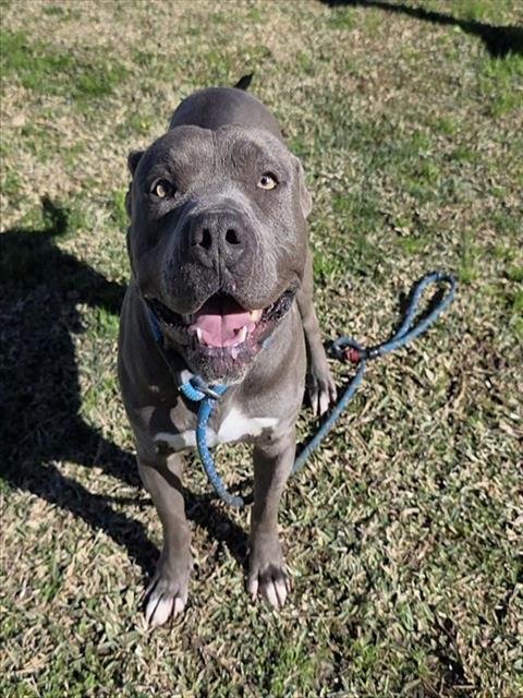 POLO - Pit Bull Terrier available for adoption
