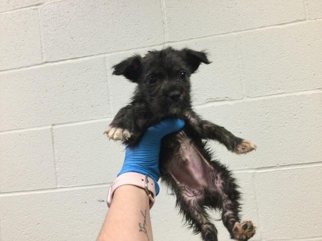 RASCAL - Terrier available for adoption