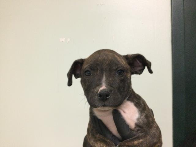 PEPPER - Pit Bull Terrier available for adoption