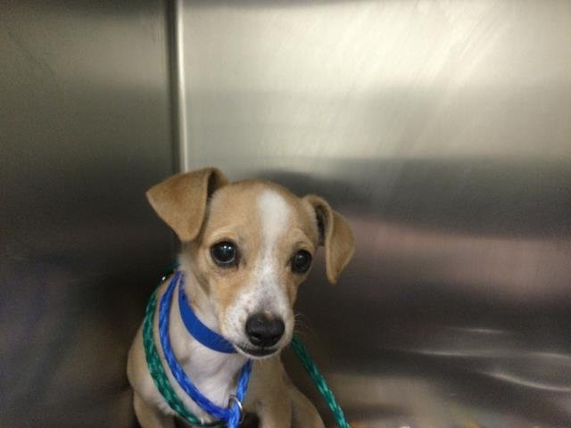 SAM - Chihuahua available for adoption