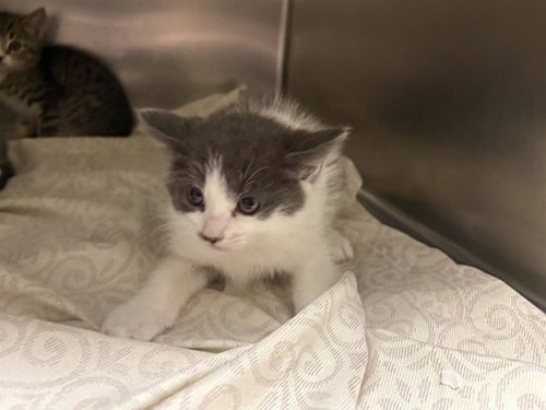 CATRIONA - Domestic Short Hair available for adoption