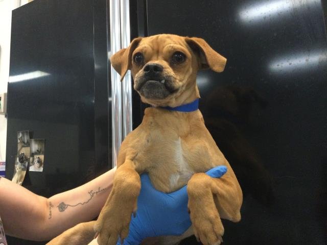 SID - Pug / Chihuahua available for adoption