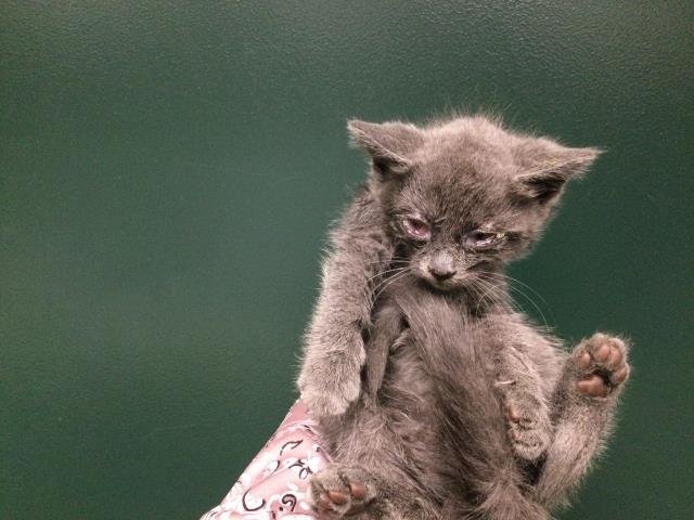 TWINKLE - Domestic Short Hair available for adoption