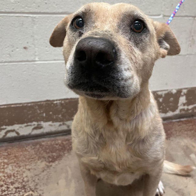 SARAH - Labrador Retriever / Pit Bull Terrier available for adoption