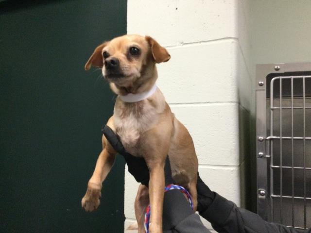 A1898710 - Chihuahua available for adoption