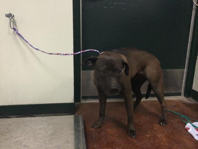 FREYA - Pit Bull Terrier available for adoption