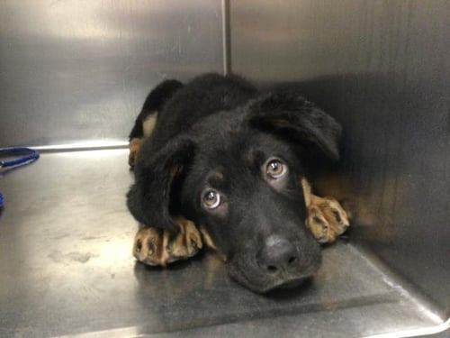 FRANZ - German Shepherd Dog available for adoption