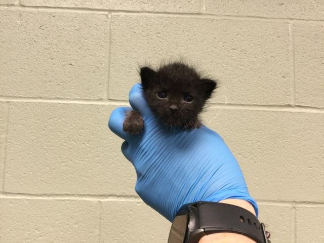 A1879826 - Domestic Short Hair available for adoption