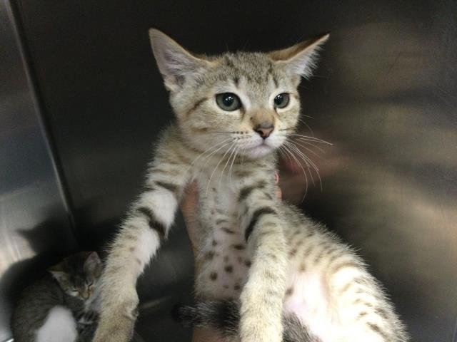 ZULA - Domestic Short Hair available for adoption