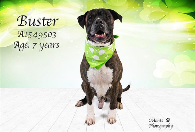 BUSTER - Boxer available for adoption