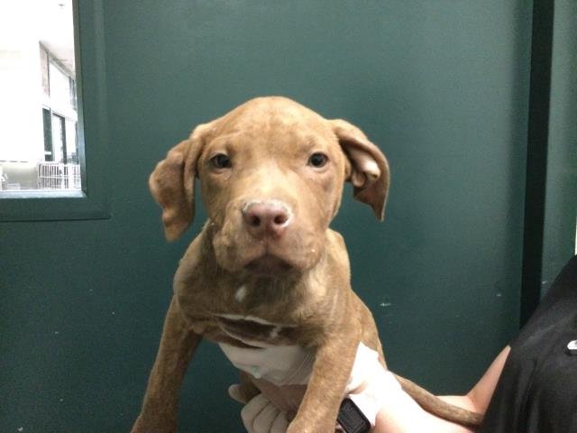 MIKEY - Pit Bull Terrier available for adoption