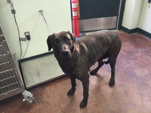 STAR - Mastiff available for adoption