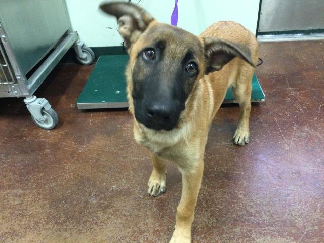 DUKE - Belgian Shepherd Malinois available for adoption